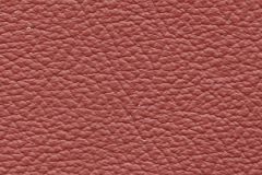 Birch-Bordo