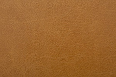 OldEnglish-Buckskin